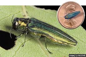 eab scale